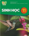 Đề cương ôn tập kiểm tra giữa học kì 2 - Sinh 11