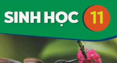 Đề cương ôn tập kiểm tra giữa học kì 1 - Sinh 11 - Năm học 2026 2027